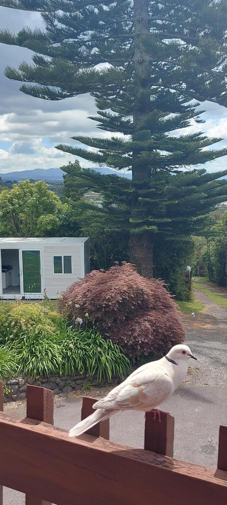 Haley'S Cabin Tauranga Esterno foto